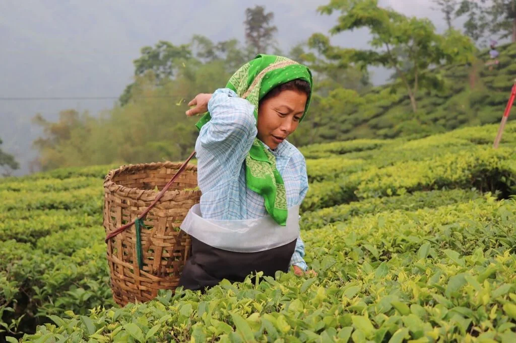 organic tea cultivation