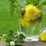 dandelion tea uses