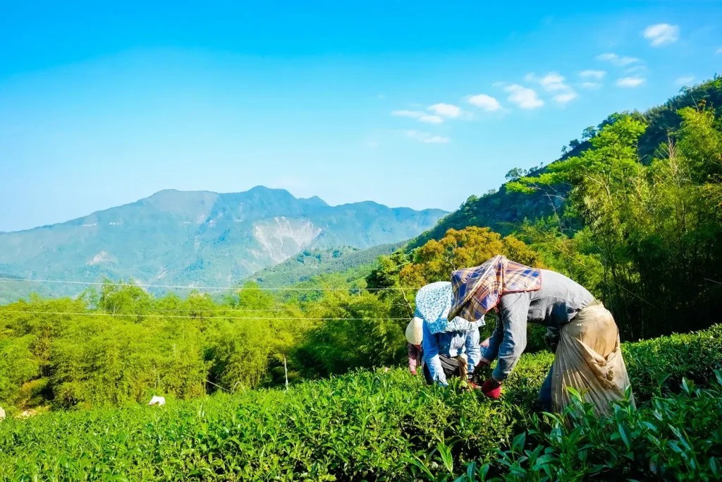 high mountain oolong tea