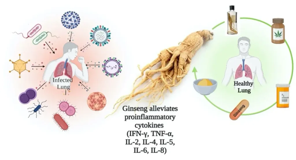 supports immune system